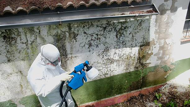 Trusted Attic Mold Removal service in Hyattsville, MD - Cheap Mold Removal